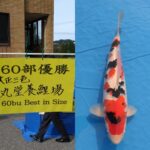 第71回　長岡市錦鯉品評会　受賞鯉（部門総合②）
